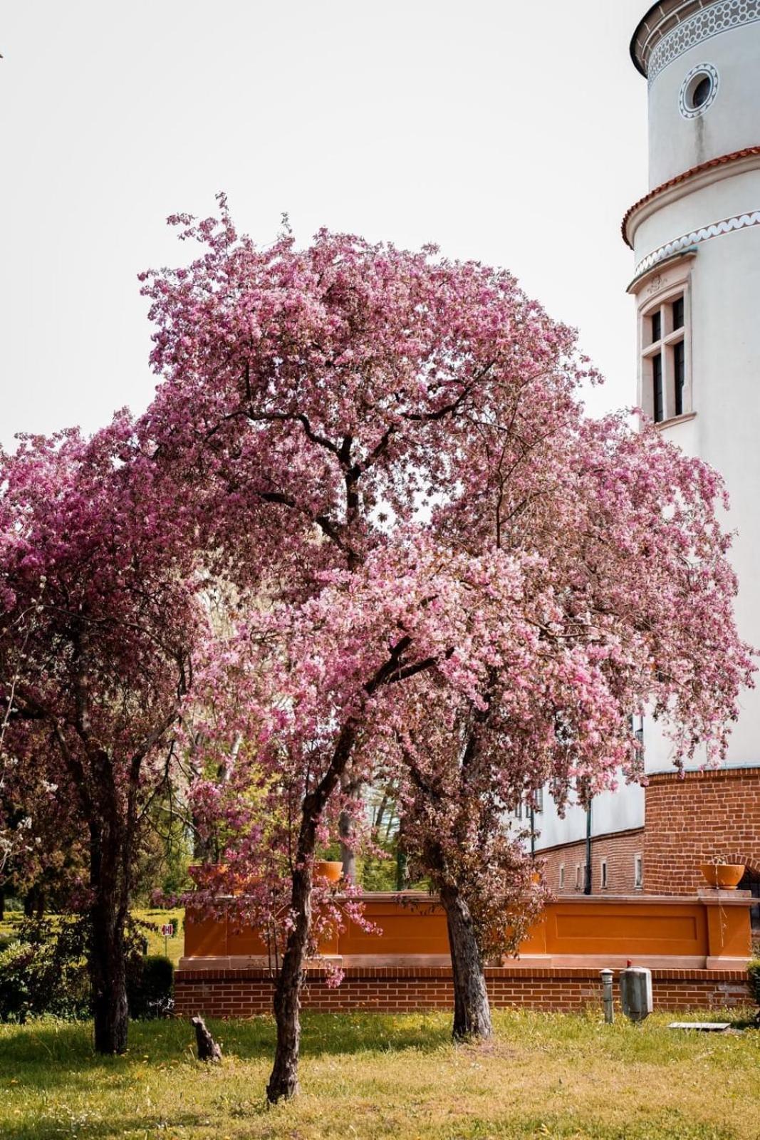 Zamek W Baranowie Sandomierskim Baranow Sandomierski Bagian luar foto